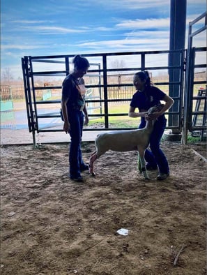 894173322-parishcommlamb