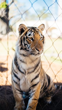 Mike the Tiger Pic
